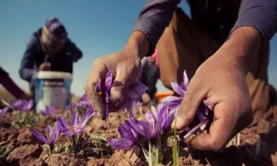 معامله ۱۶۰ کیلوگرم زعفران در بورس کالا