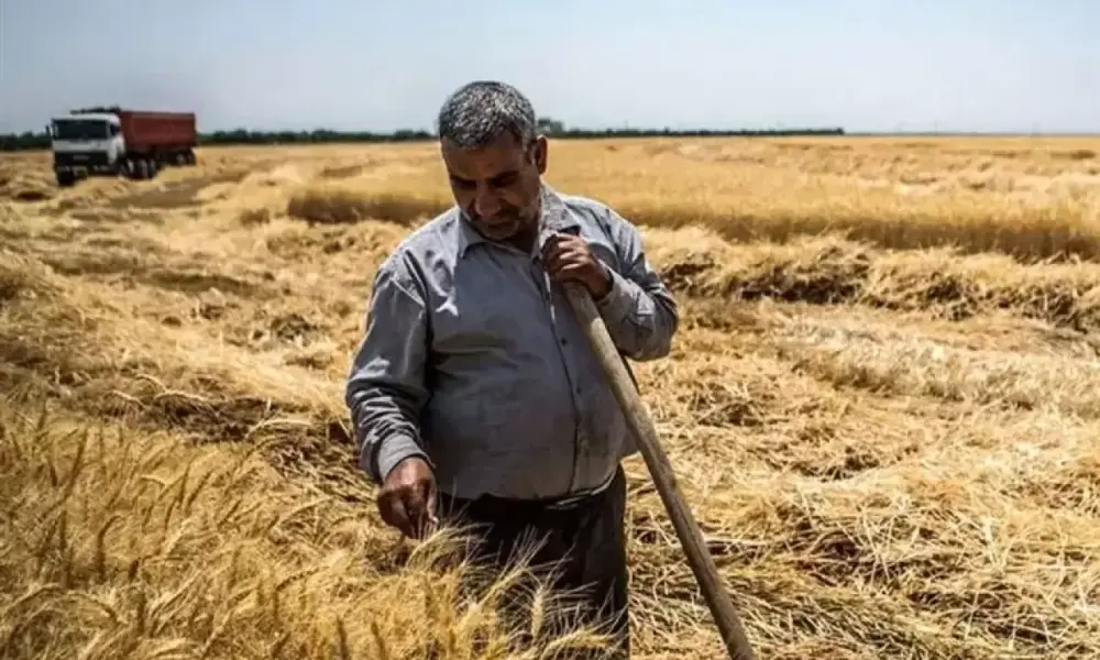 وعده تسویه مطالبات گندم‌کاران تا ۱۰ روز آینده