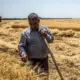 وعده تسویه مطالبات گندم‌کاران تا ۱۰ روز آینده