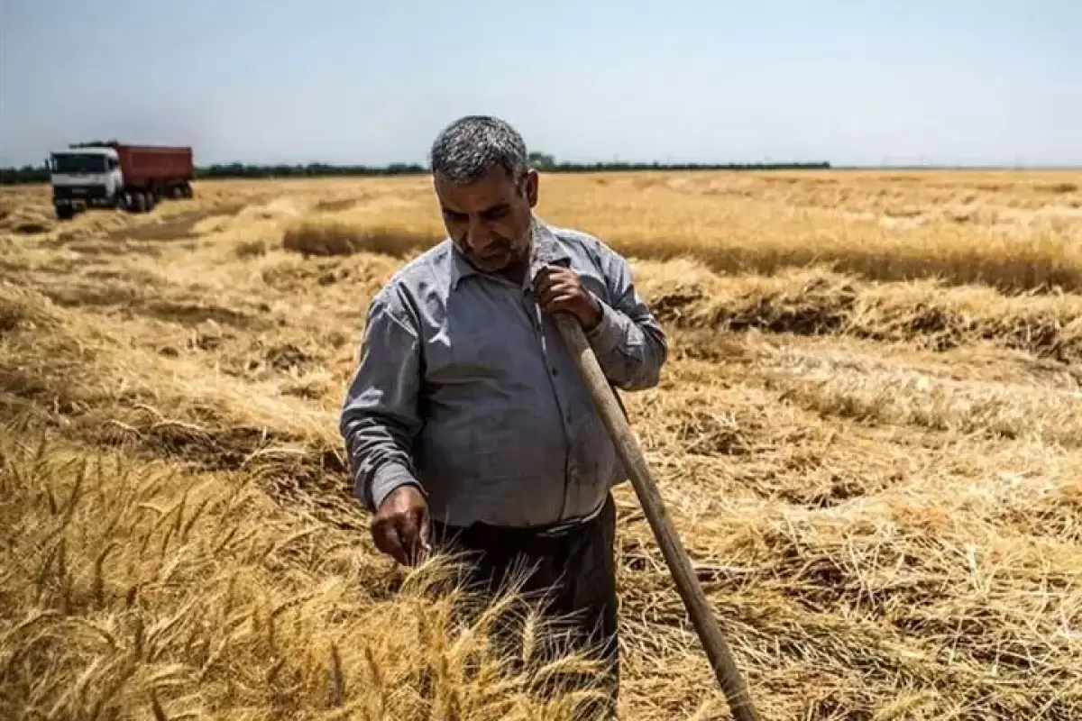 وعده تسویه مطالبات گندم‌کاران تا ۱۰ روز آینده