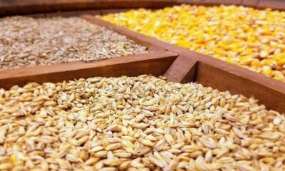 واردات نهاده‌های دامی