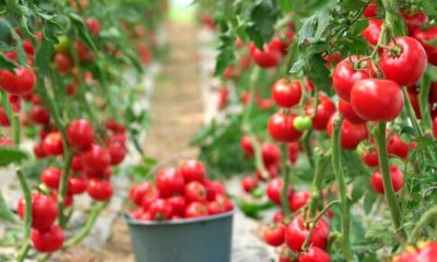 خبر مهم درباره تولید گوجه فرنگی و سیب زمینی در کشور