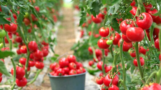 خبر مهم درباره تولید گوجه فرنگی و سیب زمینی در کشور